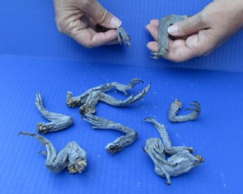 Up to 5 inches Formaldehyde Cured North American Iguana Legs - 10 @ <font color=red>$2.00 each </font> Plus $5.00 each