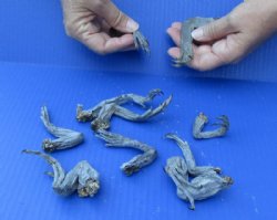 Small North American Iguana Legs Formaldehyde Cured, Up to 5 inches - 10 @ <font color=red> SALE .75 each Wholesale </font> (Plus $6.00 Postage)