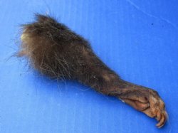 Opossum Legs <font color=red> Wholesale</font> Cured in Formaldehyde 3 to 5 inches - 25 @ $4 each