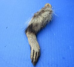 Raccoon Legs <font color=red> Wholesale</font> Cured in Formaldehyde 5 to 7 inches - 20 @ $5.00 each