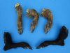 9 to 12 inches Large Real Wild Boar Legs, Cured in Formaldehyde - Packed 1 @ $17.00 each; Pack of 2 @ $16.00 each
