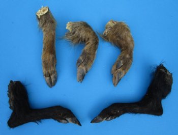 Formaldehyde Preserved Large Real Wild Boar, Hog Legs, 9 to 12 inches - $13.00 each; 2 @ $12.00 each
