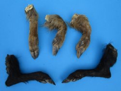 Formaldehyde Preserved Large Real Wild Boar, Hog Legs, 9 to 12 inches - $13.00 each; 2 @ $12.00 each