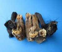 Formaldehyde Preserved Large Real Wild Boar, Hog Legs, 9 to 12 inches - $13.00 each; 2 @ $12.00 each