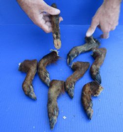 Formaldehyde Preserved Georgia Wild Boa, Hogs Legs, Feet 5 to 9 inches -   $10.00 each;  2 @ $9.00 each