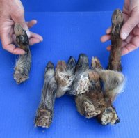 Formaldehyde Preserved Georgia Wild Boa, Hogs Legs, Feet 5 to 9 inches -   $10.00 each;  2 @ $9.00 each