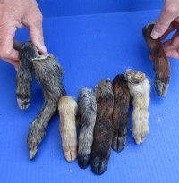 Formaldehyde Preserved Georgia Wild Boa, Hogs Legs, Feet 5 to 9 inches -   $10.00 each;  2 @ $9.00 each
