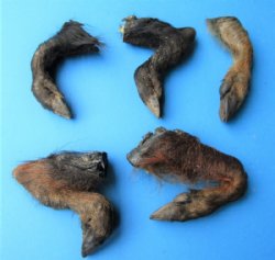 Formaldehyde Preserved Small Georgia Wild Boar, Hog Legs, Feet  Up to 6 inches - 2 @ $8.50 each; 4 @ $7.50 each