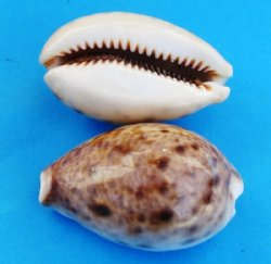 Lynx Cowrie Shells 1-1/4 to 2-1/2 inches - 100 @ .13 each; 500 @ .11 each;  