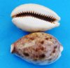 3/4 to 1-1/2 inch Lynx Cowry Shells in Bulk, Eyed Cowries, - Bag of 100 @ .12 each; Discount Bag of 500 @ .10 each