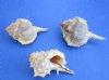 1-1/4 to 2-1/2 inches Murex Haustellum Shells   <font color=red> Wholesale</font>- 700 @ .13 each