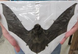 Mummified Intermedi...