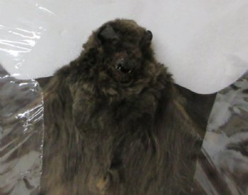 Mummified Intermediate Long-Fingered Bat with Wings Spread - $53.99