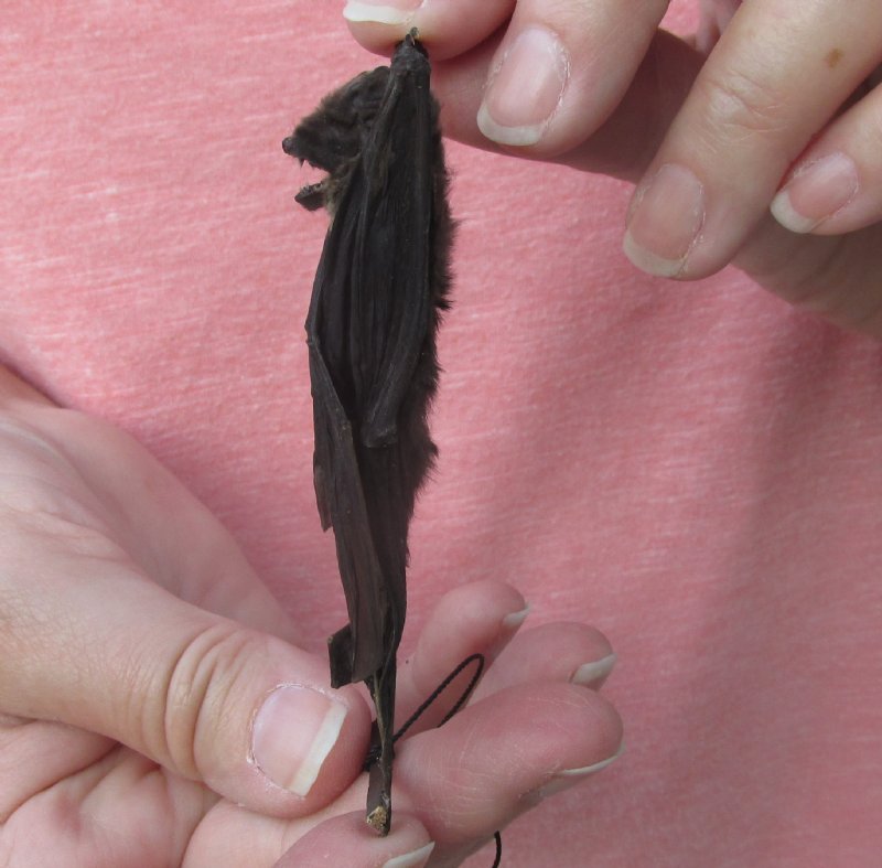 31/2 inches Mummified Daggertoothed Fruit Bat for Sale