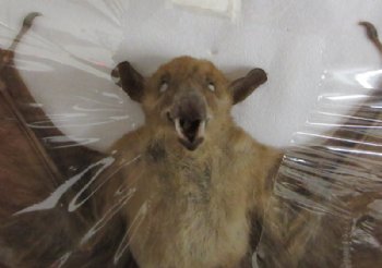 Mummified Dagger-Toothed Fruit Bats with Wings Spread <font color=red> Wholesale</font> (Macroglosus Minimus) - 3 @ $40 each; 4 @ $36 each