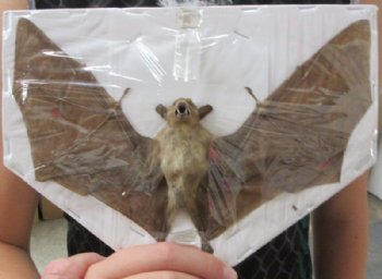 Mummified Dagger-Toothed Fruit Bats with Wings Spread <font color=red> Wholesale</font> (Macroglosus Minimus) - 3 @ $40 each; 4 @ $36 each