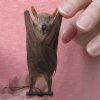 3-1/2 inches Mummified Dagger-toothed Fruit Bat for Sale - Pack of 1 @ <font color=red> $25.99</font> Plus $5.50 First Class Mail