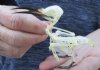 4 to 4-1/2 inches tall  Wholesale Complete, Articulated Blue Tailed Bee Eater Bird Skeletons for Sale - Pack of 2 @ $47.00 each; Case of 4 @ $42.00 each 