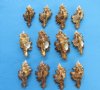 3 to 3-7/8 inches Murex Torrefactus Shells for Sale for Hermit Crab Shells and Seashell Crafts - Pack of  12 @ .80 each; Pack of 36 @ .64 each