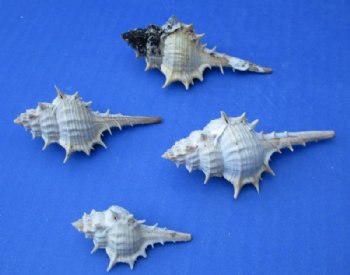 1-1/2 to 3 inches Murex Trapa Shells - 100 @ .39 each