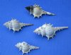 1-1/2 to 3 inches Murex Trapa Shells - 100 @ .38 each