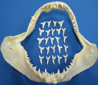Shark Teeth, Shark Tooth Necklaces