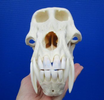 Real Animal Skull, Animal Skulls