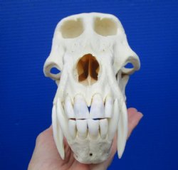 Real Animal Skull, Animal Skulls