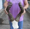 Wholesale Male African Red Hartebeest Skull Plate with 21 to 23 inches Horns - Case of 2 @ $55.00 each