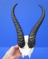 9 to 13 inches<font color=red> Wholesale</font> Male Springbok Horns on Skull Plate,  Cap, - 4 @ $26.00 each;  6 @  $23.00 each