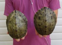 Map Turtle Shells