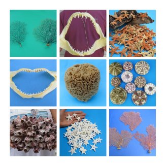Sealife-Starfish-Barnacles-Urchins-Horseshoe Crabs