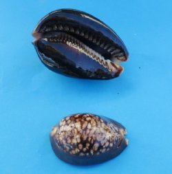 Humpback Cowry Shells, Chocolate Cowries 2-1/2 to 3 inches - 10 @ $2.30 each 