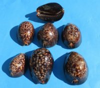 Humpback Cowry Shells, Chocolate Cowries 2-1/2 to 3 inches - 10 @ $2.30 each 