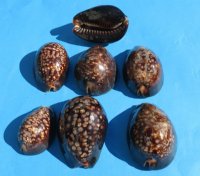 Humpback Cowry Shells <font color=red> Wholesale</font> 2-1/2 to 3 inches - 60 @ $1.60 each