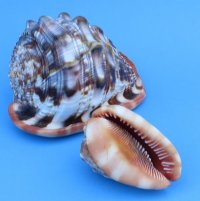 Cameo Shells