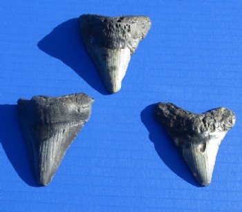 1 to 1-7/8 inches Megalodon Fossil Shark Tooth for Sale - <font color=red>$20.99 each</font> (Plus $5 Ground Advantage Mail)