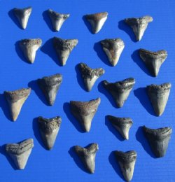 1 to 1-7/8 inches Megalodon Fossil Shark Teeth  <font color=red> Wholesale</font> - 8 @ $11.50 each