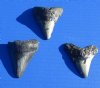 1 to 1-7/8 inches Megalodon Fossil Shark Teeth for Sale - Pack of 1 @ <FONT COLOR=RED>$20.99 each</FONT> Plus $6.00 First Class Mail