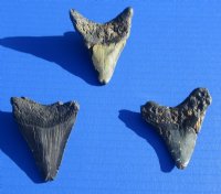 2 to 2-7/8 inches Unrestored Megalodon Shark Teeth <font color=red> Wholesale</font> - 5 @ $22.00 each