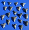 1 to 1-7/8 inches <font color=red> Wholesale</font> Megalodon Fossil Shark Teeth for Sale, Without restoration - Case of 10 @ $10.00 each