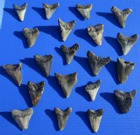 2 to 2-7/8 inches Unrestored Megalodon Shark Teeth <font color=red> Wholesale</font> - 5 @ $22.00 each