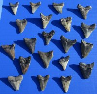 1 to 1-7/8 inches Megalodon Fossil Shark Tooth for Sale - <font color=red>$20.99 each</font> (Plus $5 Ground Advantage Mail)