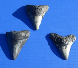 2 to 2-7/8 inches Unrestored Megalodon Shark Teeth <font color=red> Wholesale</font> - 5 @ $22.00 each