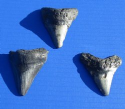 2 to 2-7/8 inches Unrestored Megalodon Shark Tooth for <font color=red>$31.99</font> (Plus $5 Ground Advantage Mail)