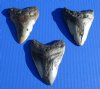 3 to 3-7/8 inches <font color=red>Wholesale</font> Megalodon Tooth without restoration, Large Fossil Shark Teeth - Case of 4 @ $36.00 each