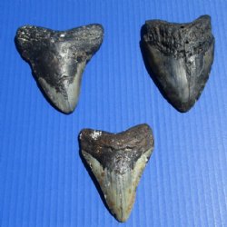 4 to 4-7/8 inches Large Megalodon Tooth Without Restoration <font color=red>Wholesale </font> - 2 @ $85.00 each; 3 @ $75.00 each