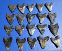5 to 5-3/4 inches Large Unrestored Megalodon Tooth <font color=red> Wholesale</font> -  $130.00 each