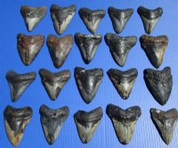 5 to 5-3/4 inches Large Unrestored Megalodon Tooth <font color=red> Wholesale</font> -  $130.00 each