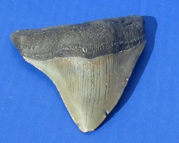 3 to 3-1/2 inches High Quality Megalodon Teeth Without Restoration <font color=red> Wholesale</font> - 2 @ $45.00 each; 4 @ $40.00 each
